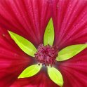 Malope trifida fleur detail